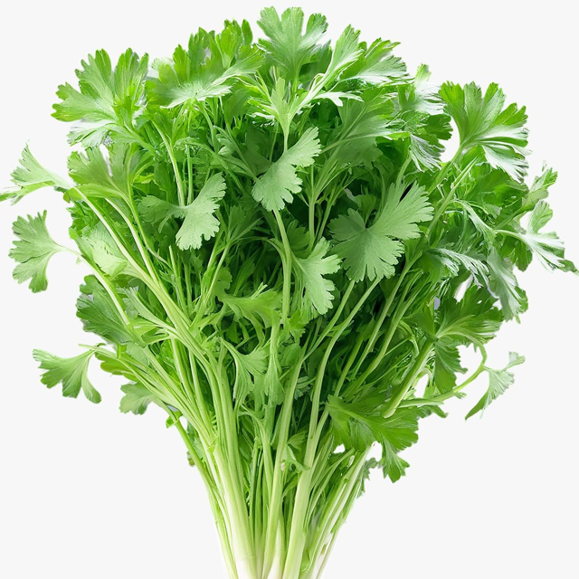 Coriander leaves exporters from india