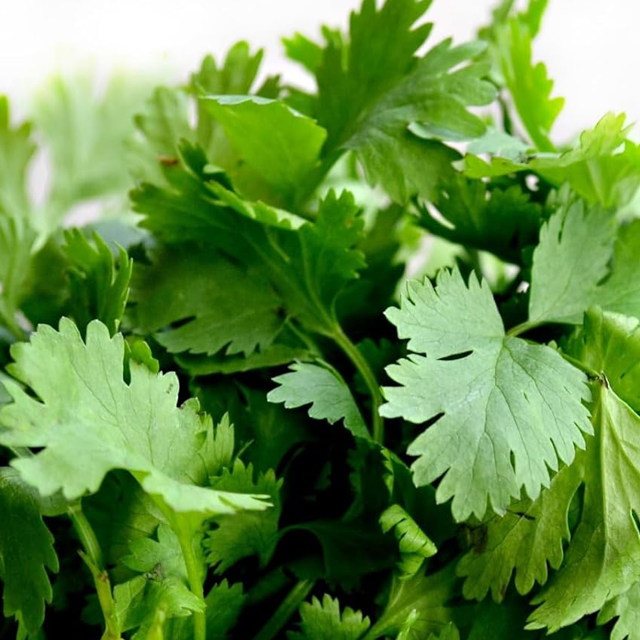 Coriander leaves exporters from india