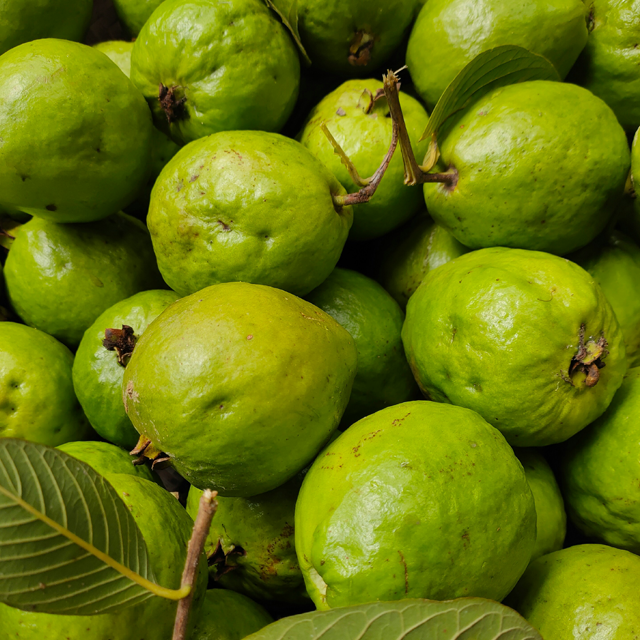 Export Quality Guava from India