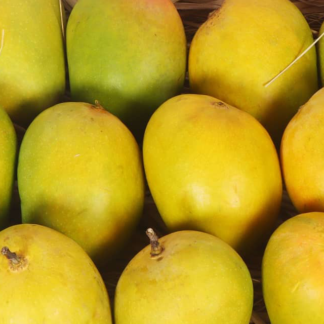 Alphonso Mangoes exporters from india