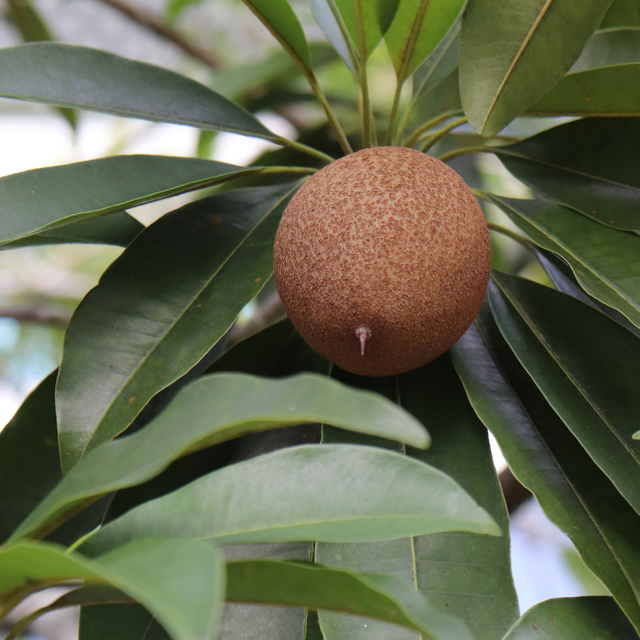 Sapota / Chikoo - Image 2