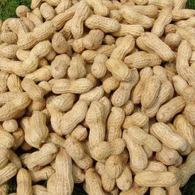 groundnut exporters from india