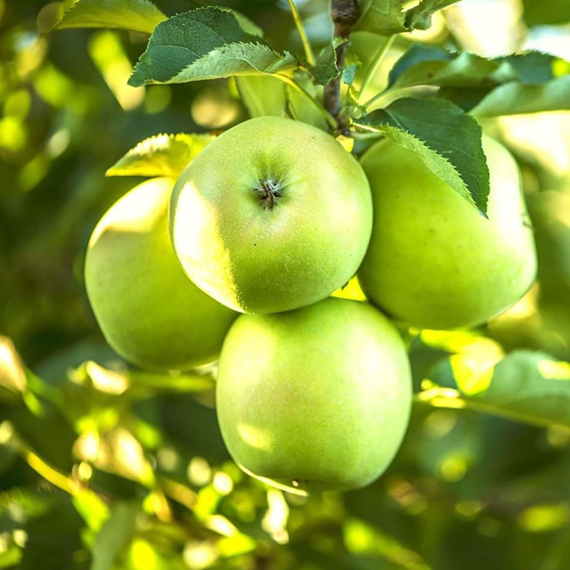 Apple Granny Smith Green Variety - Image 2