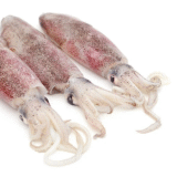 indian squid exporters from india