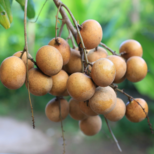Longan (Nilamanatu) - Image 2