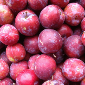 plums exporters from india