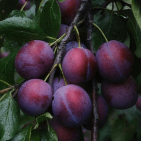 plums exporters from india