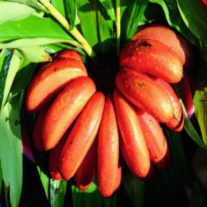 Red Banana