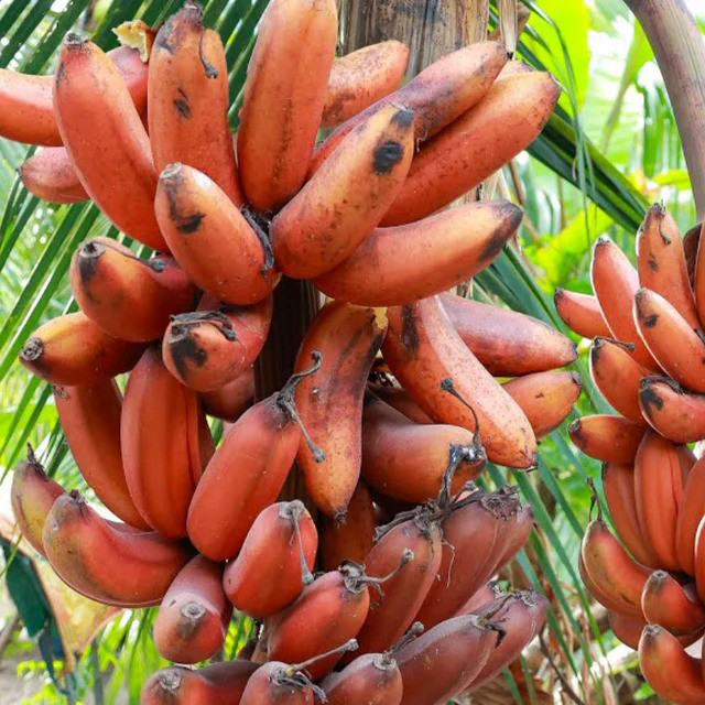 Red Banana Exporters