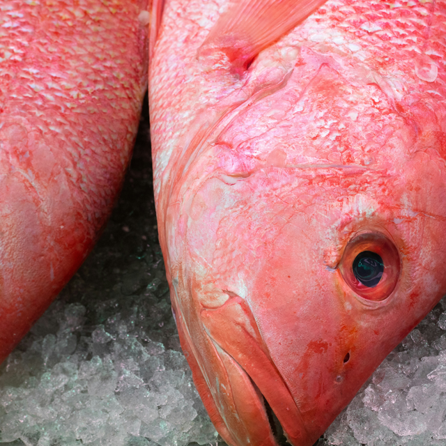 Red Mullet Fish - Image 2