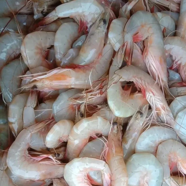 sea white shrimp exporters
