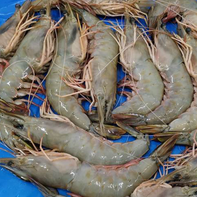 sea white shrimp exporters