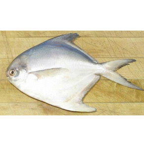 Silver Pomfret exporters from india