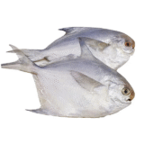 Silver Pomfret exporters from india