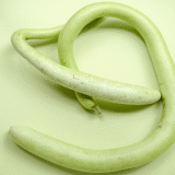 snake guard exporters from india