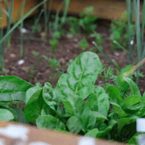 Spinach leaves exporters from india