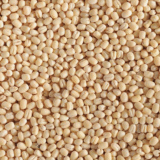 urad dal exporters india