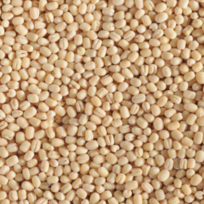 urad dal exporters india