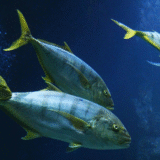 Yellow Fin Tuna Exports from India