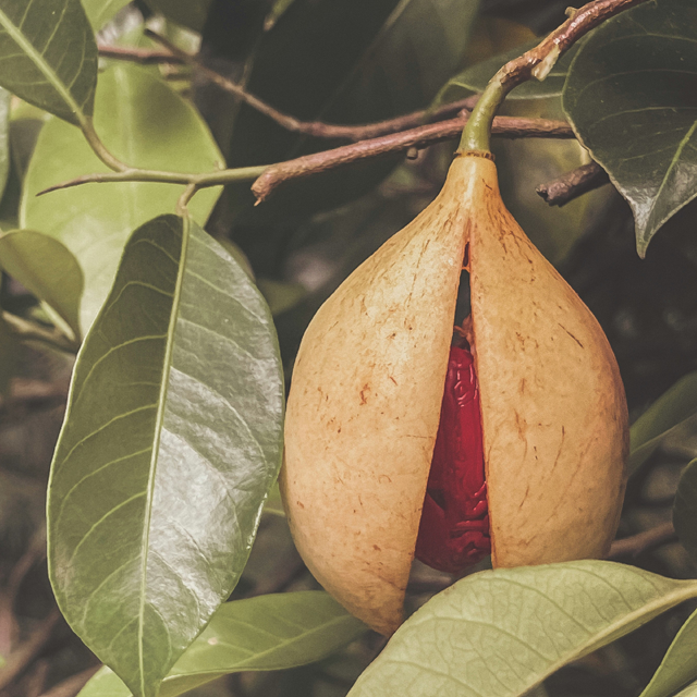 Nutmeg Whole - Image 2